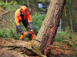 Lawn Maintenance Plans in Byram, MS
