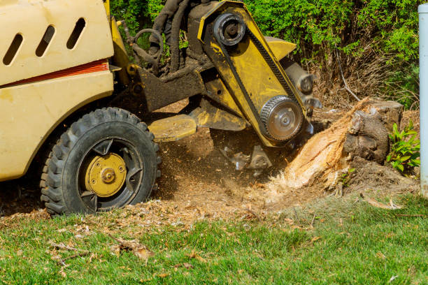 Best Fruit Tree Pruning  in Byram, MS