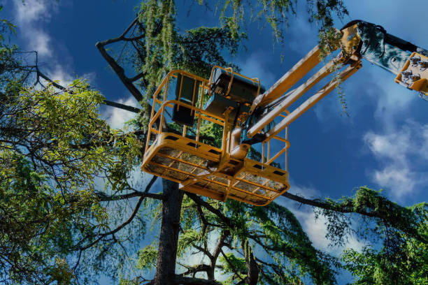 Best Tree Removal  in Byram, MS