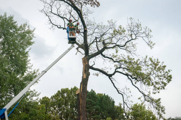 Best Mulching Services  in Byram, MS
